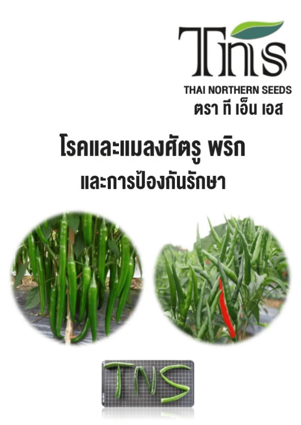 โรคและแมลงศัตรู พริก และการป้องกันรักษา