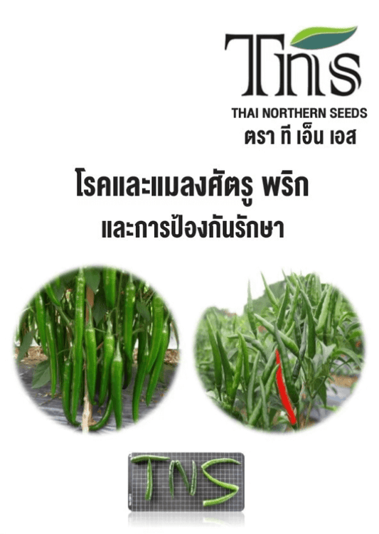 โรคและแมลงศัตรู พริก และการป้องกันรักษา