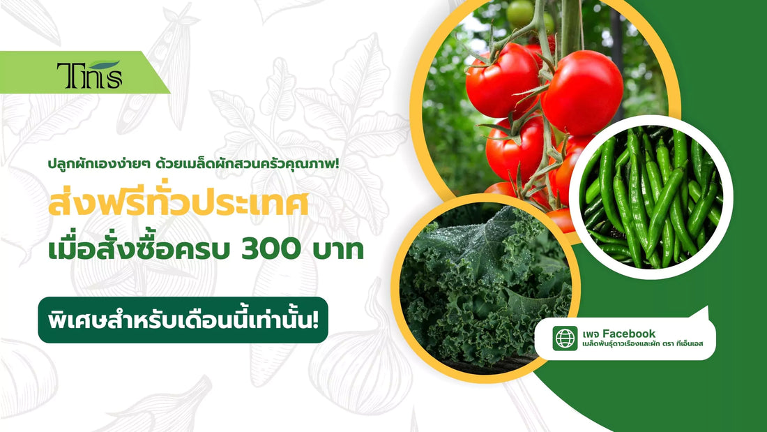 โปรโมชั่นพิเศษเดือนสิงหาคม 2567