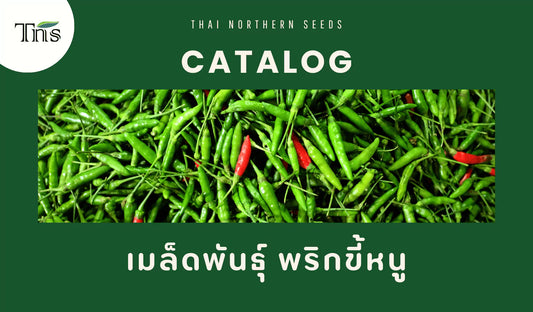 เมล็ดพันธุ์พริกขี้หนูคุณภาพดี สำหรับการเพาะปลูกที่ได้ผลผลิตเผ็ดอร่อย