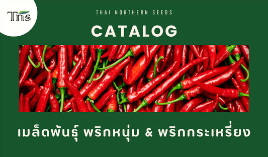 เมล็ดพันธุ์พริกหนุ่มและพริกกระเหรี่ยง ปลูกง่าย ให้ผลผลิตเผ็ดจัดจ้าน