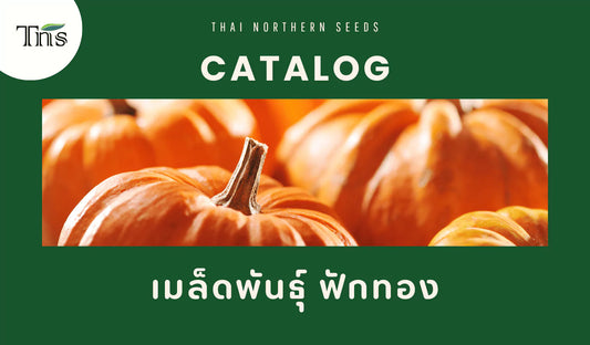 เมล็ดพันธุ์ฟักทองที่คัดสรรอย่างดี มีสารต้านอนุมูลอิสระช่วยลดความเสี่ยงในการเป็นโรคมะเร็ง