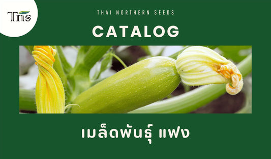 เมล็ดพันธุ์แฟงคุณภาพดี ปลูกง่าย ให้ผลผลิตสดใหม่ เหมาะสำหรับทุกครัวเรือน