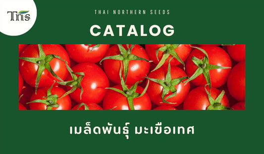 เมล็ดพันธุ์มะเขือเทศคุณภาพเยี่ยม สำหรับการเพาะปลูกที่ได้ผลผลิตหวานฉ่ำ