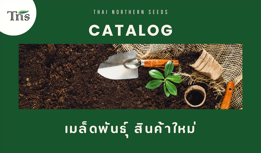 พบเมล็ดพันธุ์ สินค้าใหม่ของทีเอ็นเอส